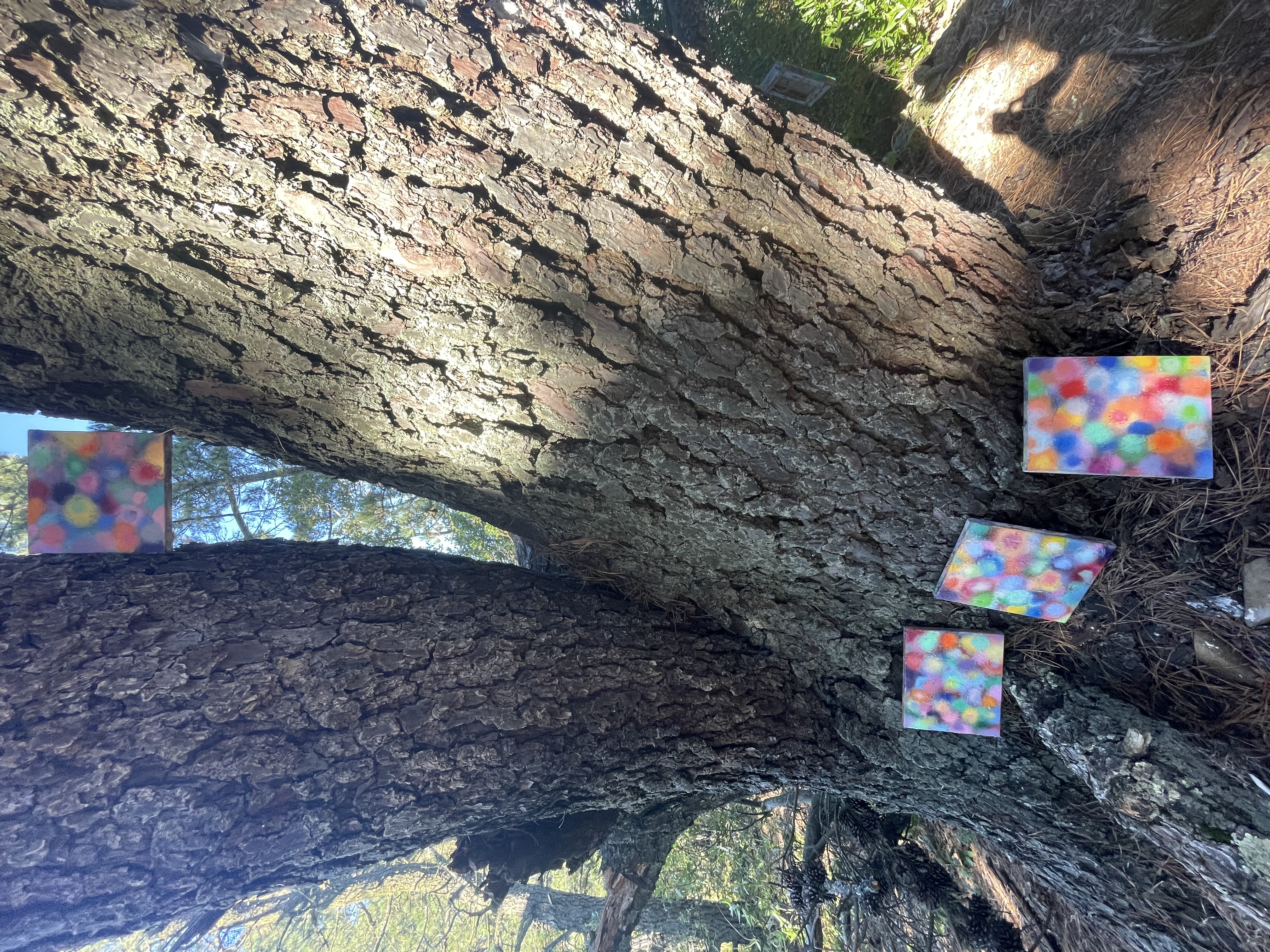 Apostles in Tilden